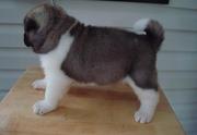 HIGH QUALITY AKITA PUPPIES NOW READY FOR GOOD HOMES