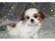 Adorable Shih tzu Puppies For Sale
