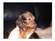 minature long haired dachshund female pups. 3 female....