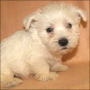 West White Highland Terrie Puppies