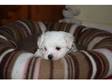 Stunning pure pedigree maltese puppies
