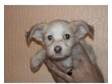 1 apricot and white male powder puff puppy. ready now, ....