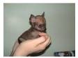 minature pinscher x chihuahua. 3 boys and 1 girl these....