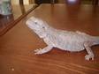 Breeding Pair Of Bearded Dragons and Set Up
